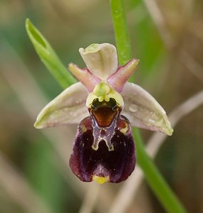 Ophrys x obscura (Orchidaceae)  - Ophrys obscurOphrys fuciflora x Ophrys sphegodes. Seine-et-Marne [France] 08/05/2007 - 130m