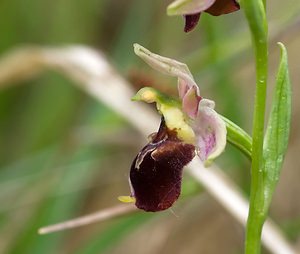 Ophrys x obscura (Orchidaceae)  - Ophrys obscurOphrys fuciflora x Ophrys sphegodes. Seine-et-Marne [France] 08/05/2007 - 130m