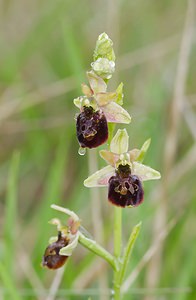 Ophrys x obscura (Orchidaceae)  - Ophrys obscurOphrys fuciflora x Ophrys sphegodes. Seine-et-Marne [France] 08/05/2007 - 130m