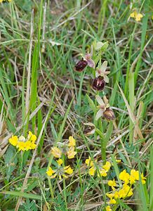 Ophrys x obscura (Orchidaceae)  - Ophrys obscurOphrys fuciflora x Ophrys sphegodes. Seine-et-Marne [France] 08/05/2007 - 130m