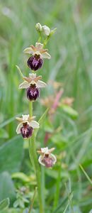 Ophrys x obscura (Orchidaceae)  - Ophrys obscurOphrys fuciflora x Ophrys sphegodes. Seine-et-Marne [France] 08/05/2007 - 140m