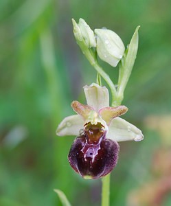 Ophrys x obscura (Orchidaceae)  - Ophrys obscurOphrys fuciflora x Ophrys sphegodes. Seine-et-Marne [France] 08/05/2007 - 140m