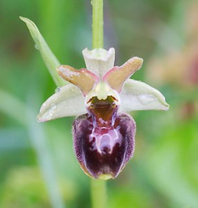 Ophrys x obscura (Orchidaceae)  - Ophrys obscurOphrys fuciflora x Ophrys sphegodes. Seine-et-Marne [France] 08/05/2007 - 140m