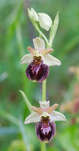 Ophrys x obscura (Orchidaceae)  - Ophrys obscurOphrys fuciflora x Ophrys sphegodes. Seine-et-Marne [France] 08/05/2007 - 140m