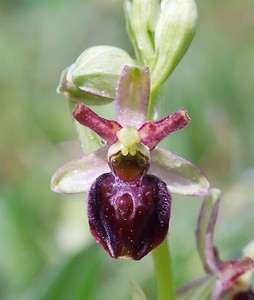 Ophrys x obscura (Orchidaceae)  - Ophrys obscurOphrys fuciflora x Ophrys sphegodes. Seine-et-Marne [France] 08/05/2007 - 130m