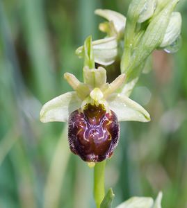 Ophrys x obscura (Orchidaceae)  - Ophrys obscurOphrys fuciflora x Ophrys sphegodes. Seine-et-Marne [France] 08/05/2007 - 140m