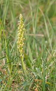 Orchis anthropophora (Orchidaceae)  - Acéras homme-pendu - Man Orchid Meuse [France] 05/05/2007 - 280m