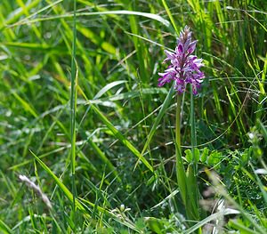 Orchis militaris (Orchidaceae)  - Orchis militaire, Casque militaire, Orchis casqué - Military Orchid Meuse [France] 06/05/2007 - 340m