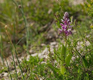 Orchis militaris (Orchidaceae)  - Orchis militaire, Casque militaire, Orchis casqué - Military Orchid Meuse [France] 06/05/2007 - 370m