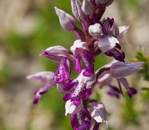 Orchis militaris (Orchidaceae)  - Orchis militaire, Casque militaire, Orchis casqué - Military Orchid Meuse [France] 06/05/2007 - 370m