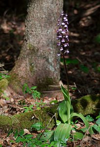 Orchis purpurea (Orchidaceae)  - Orchis pourpre, Grivollée, Orchis casque, Orchis brun - Lady Orchid Vosges [France] 06/05/2007 - 380m