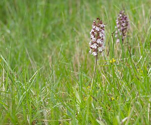 Orchis purpurea (Orchidaceae)  - Orchis pourpre, Grivollée, Orchis casque, Orchis brun - Lady Orchid Seine-et-Marne [France] 08/05/2007 - 140m