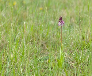 Orchis purpurea (Orchidaceae)  - Orchis pourpre, Grivollée, Orchis casque, Orchis brun - Lady Orchid Seine-et-Marne [France] 08/05/2007 - 140m