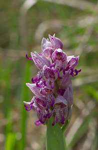 Orchis x beyrichii (Orchidaceae)  - Orchis de BeyrichOrchis militaris x Orchis simia. Marne [France] 08/05/2007 - 130m