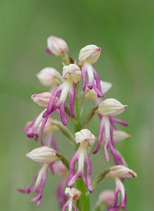 Orchis x spuria (Orchidaceae)  - Orchis bâtardOrchis anthropophora x Orchis militaris. Meuse [France] 05/05/2007 - 280m