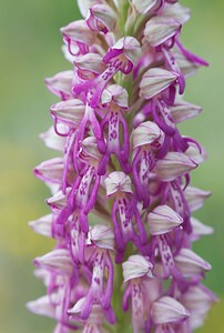 Orchis x spuria (Orchidaceae)  - Orchis bâtardOrchis anthropophora x Orchis militaris. Meuse [France] 05/05/2007 - 280m