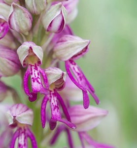 Orchis x spuria (Orchidaceae)  - Orchis bâtardOrchis anthropophora x Orchis militaris. Meuse [France] 05/05/2007 - 280m