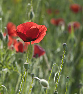 Papaver rhoeas (Papaveraceae)  - Coquelicot, Grand coquelicot, Pavot coquelicot - Common Poppy Aube [France] 01/05/2007 - 120m