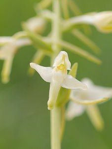 Platanthera bifolia (Orchidaceae)  - Platanthère à deux feuilles, Platanthère à fleurs blanches - Lesser Butterfly-orchid Ardennes [France] 18/05/2007 - 200m