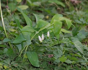 Polygonatum odoratum (Asparagaceae)  - Sceau-de-Salomon odorant, Polygonate officinal, Sceau-de-Salomon officinal - Angular Solomon's-seal Neufchateau [Belgique] 19/05/2007 - 260m