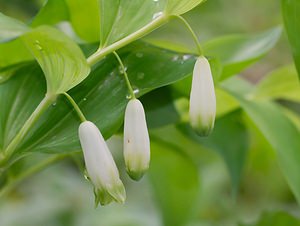 Polygonatum odoratum (Asparagaceae)  - Sceau-de-Salomon odorant, Polygonate officinal, Sceau-de-Salomon officinal - Angular Solomon's-seal Neufchateau [Belgique] 19/05/2007 - 260m