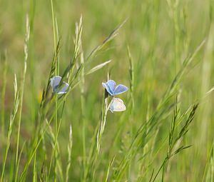 Polyommatus icarus (Lycaenidae)  - Azuré de la Bugrane, Argus bleu - Common Blue Vosges [France] 06/05/2007 - 380m