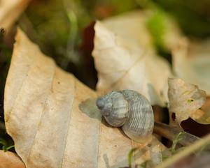 Pomatias elegans (Pomatiidae)  - Élégante striée - Round-mouthed Snail Vosges [France] 06/05/2007 - 380m