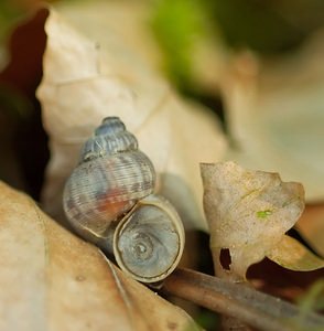 Pomatias elegans (Pomatiidae)  - Élégante striée - Round-mouthed Snail Vosges [France] 06/05/2007 - 380m