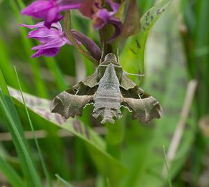 Proserpinus proserpina (Sphingidae)  - Sphinx de l'Épilobe, Sphinx de l'Oenothère - Willowherb Hawk-moth Meuse [France] 05/05/2007 - 250msur Dactylorhiza majalis