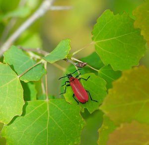 Pyrochroa coccinea (Pyrochroidae)  - Cardinal, Pyrochore écarlate - Black-headed Cardinal Beetle Meuse [France] 05/05/2007 - 280m