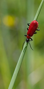 Pyrochroa coccinea (Pyrochroidae)  - Cardinal, Pyrochore écarlate - Black-headed Cardinal Beetle Meuse [France] 06/05/2007 - 340m