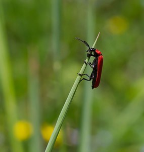 Pyrochroa coccinea (Pyrochroidae)  - Cardinal, Pyrochore écarlate - Black-headed Cardinal Beetle Meuse [France] 06/05/2007 - 340m