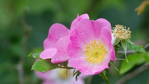 Rosa rubiginosa (Rosaceae)  - Rosier rouillé, Rosier rubigineux, Rosier à odeur de pomme - Sweet-briar Somme [France] 26/05/2007 - 80m