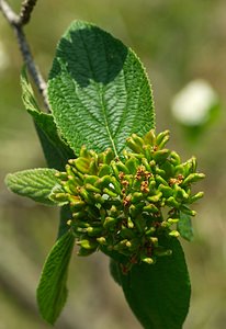 Viburnum lantana (Viburnaceae)  - Viorne lantane, Viorne mancienne, Mancienne - Wayfaring Tree Meuse [France] 06/05/2007 - 370m