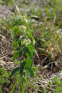 Vincetoxicum hirundinaria (Apocynaceae)  - Dompte-venin officinal, Dompte-venin, Asclépiade blanche, Contre-poison Meuse [France] 06/05/2007 - 340m