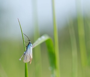 Adscita statices (Zygaenidae)  - Procris de l'Oseille, Turquoise de la Sarcille, Turqoise commune - Forester Ardennes [France] 02/06/2007 - 160m