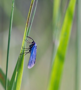 Adscita statices (Zygaenidae)  - Procris de l'Oseille, Turquoise de la Sarcille, Turqoise commune - Forester Ardennes [France] 02/06/2007 - 160m