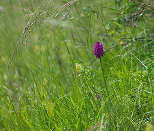 Anacamptis pyramidalis (Orchidaceae)  - Orchis pyramidal - Pyramidal Orchid Ardennes [France] 02/06/2007 - 130m