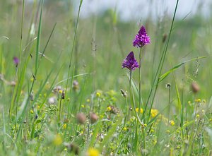 Anacamptis pyramidalis (Orchidaceae)  - Orchis pyramidal - Pyramidal Orchid Ardennes [France] 02/06/2007 - 130m