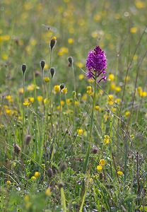 Anacamptis pyramidalis (Orchidaceae)  - Orchis pyramidal - Pyramidal Orchid Ardennes [France] 02/06/2007 - 160m