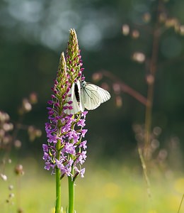 Aporia crataegi (Pieridae)  - Gazé Ardennes [France] 02/06/2007 - 160m