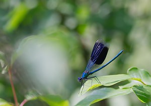 Calopteryx splendens (Calopterygidae)  - Caloptéryx éclatant - Banded Demoiselle Marne [France] 02/06/2007 - 220m