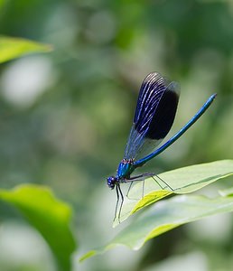 Calopteryx splendens Caloptéryx éclatant Banded Demoiselle