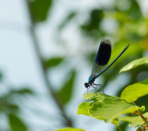 Calopteryx splendens (Calopterygidae)  - Caloptéryx éclatant - Banded Demoiselle Marne [France] 02/06/2007 - 220m