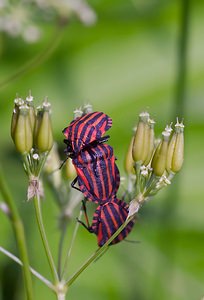 Graphosoma italicum (Pentatomidae)  - Punaise arlequin - Italian Striped-Bug, Minstrel Bug Ardennes [France] 02/06/2007 - 130m