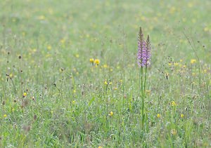 Gymnadenia conopsea (Orchidaceae)  - Gymnadénie moucheron, Orchis moucheron, Orchis moustique - Fragrant Orchid Ardennes [France] 02/06/2007 - 160m