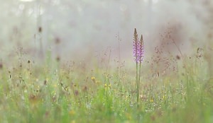 Gymnadenia conopsea Gymnadénie moucheron, Orchis moucheron, Orchis moustique Fragrant Orchid