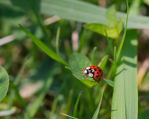 Harmonia axyridis (Coccinellidae)  - Coccinelle asiatique, Coccinelle arlequin - Harlequin ladybird, Asian ladybird, Asian ladybeetle Nord [France] 03/06/2007 - 40mforme succinea