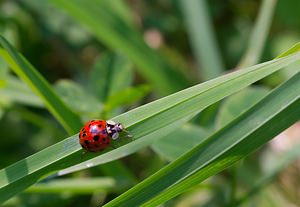 Harmonia axyridis (Coccinellidae)  - Coccinelle asiatique, Coccinelle arlequin - Harlequin ladybird, Asian ladybird, Asian ladybeetle Nord [France] 03/06/2007 - 40mforme succinea