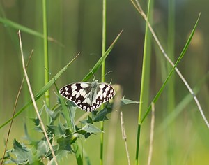 Melanargia galathea (Nymphalidae)  - Demi-Deuil, Échiquier, Échiquier commun, Arge galathée Ardennes [France] 02/06/2007 - 160m